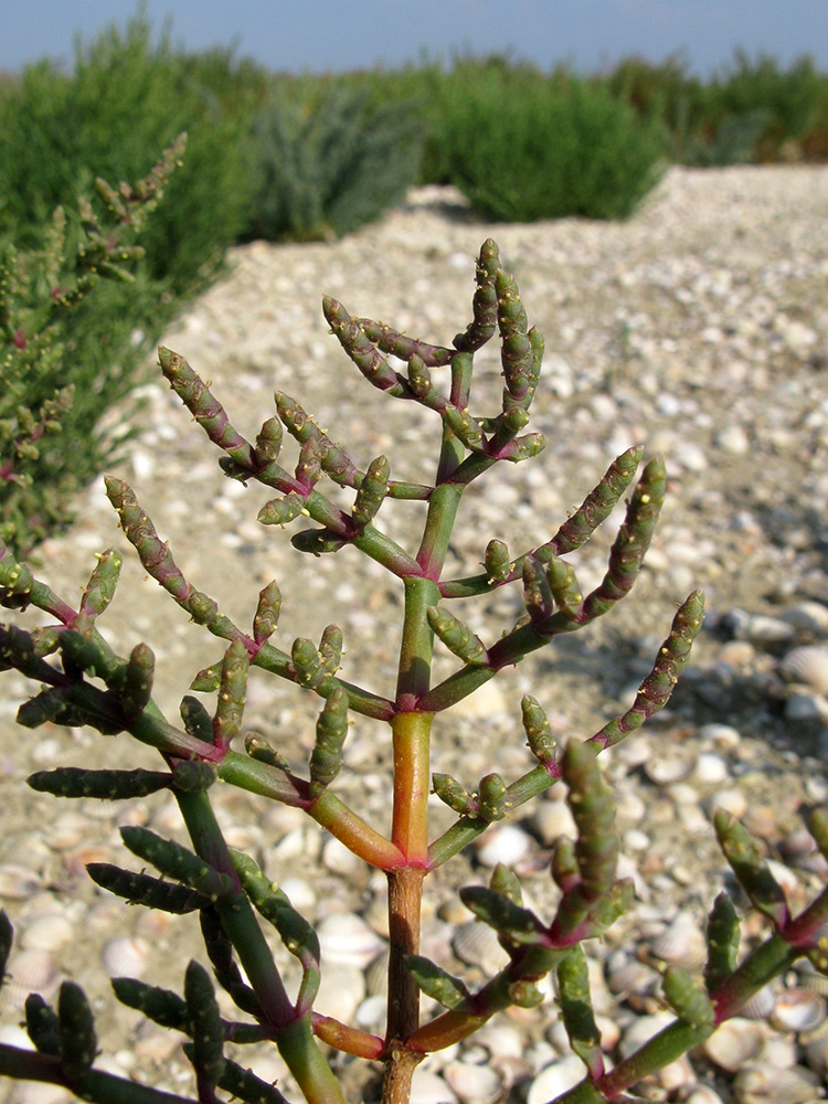 Изображение особи Salicornia perennans.