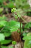 Hydrocotyle ramiflora