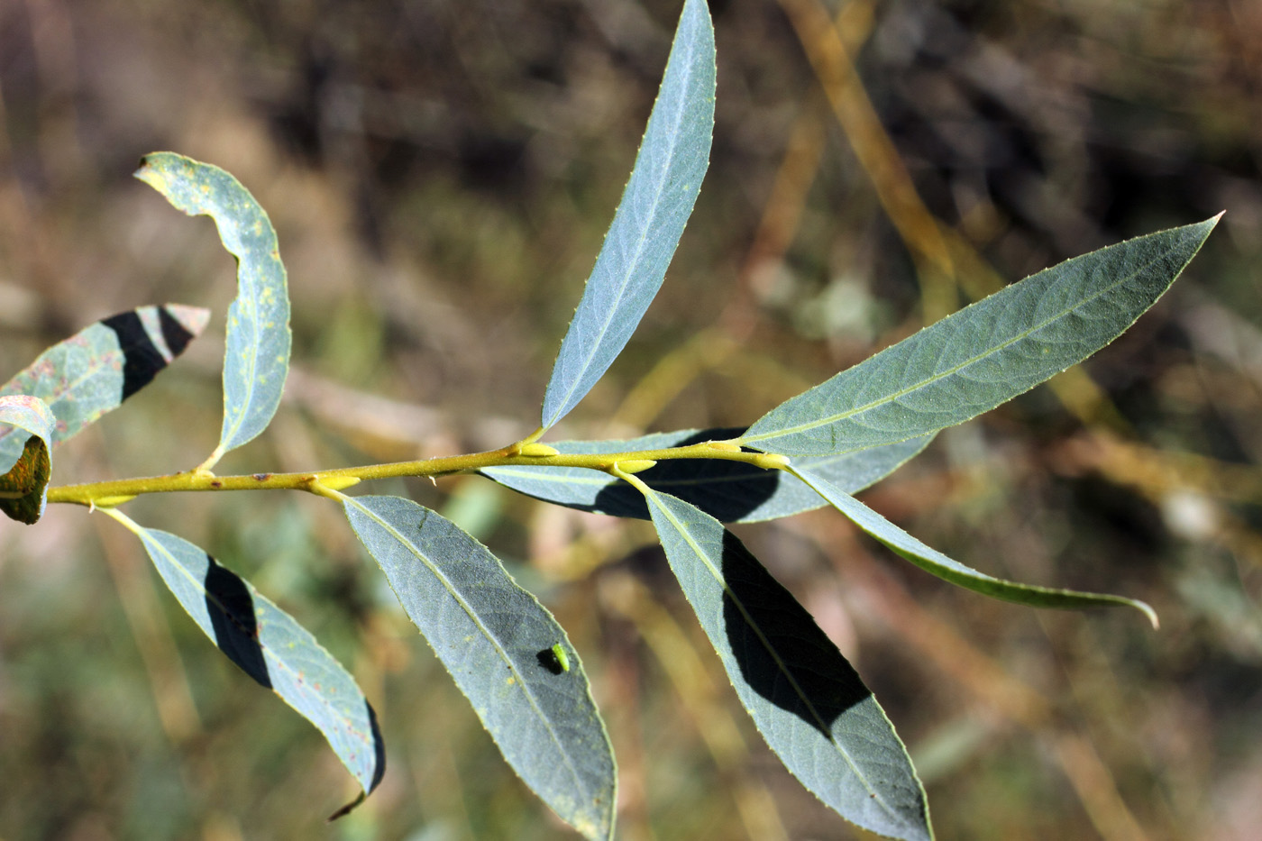 Изображение особи Salix niedzwieckii.