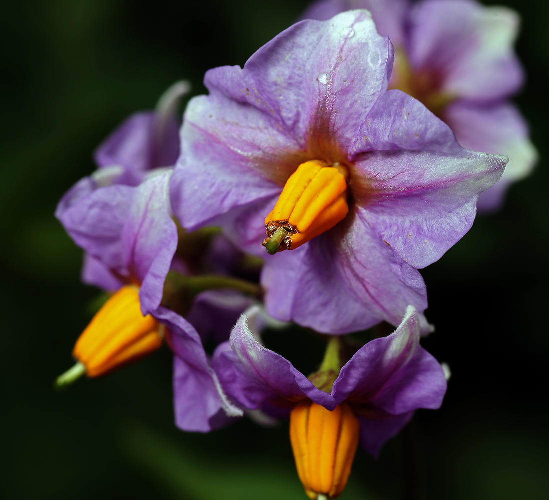 Изображение особи Solanum tuberosum.