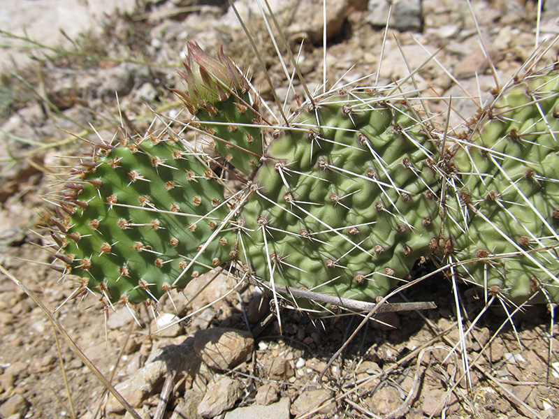 Image of Opuntia phaeacantha var. camanchica specimen.