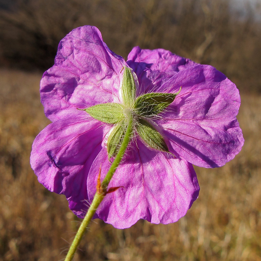 Изображение особи Geranium sanguineum.