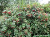 Viburnum opulus. Плодоносящие растения. Беларусь, Гродненская обл., Новогрудский р-н, Брольникский сельсовет, дер. Рутка-2. 05.08.2013.