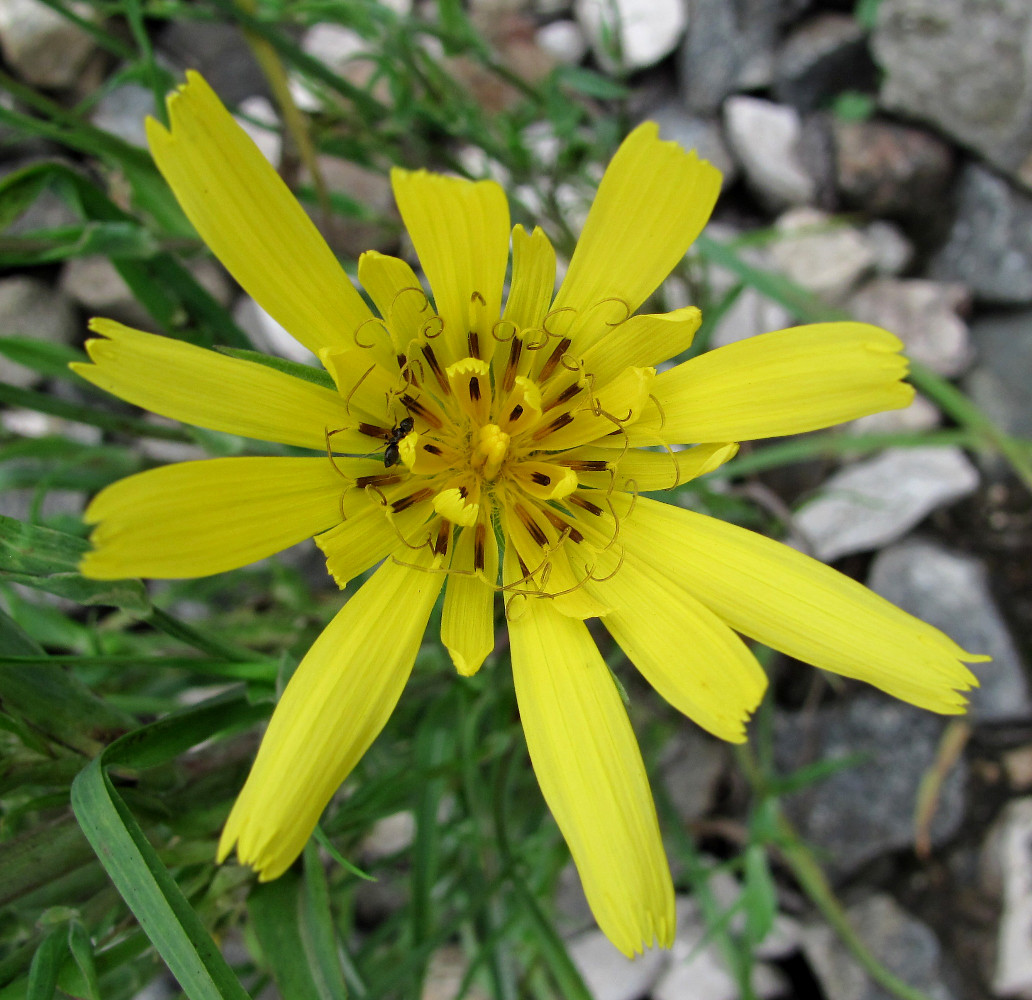 Image of Tragopogon orientalis specimen.