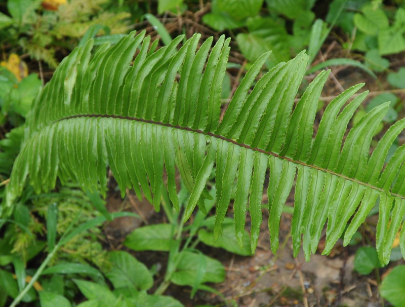 Изображение особи Nephrolepis biserrata.