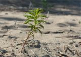 Chamaenerion angustifolium. Молодое растение на песчаном пляже. Карелия, Заонежье, мыс Клим Нос. 14.06.2012.