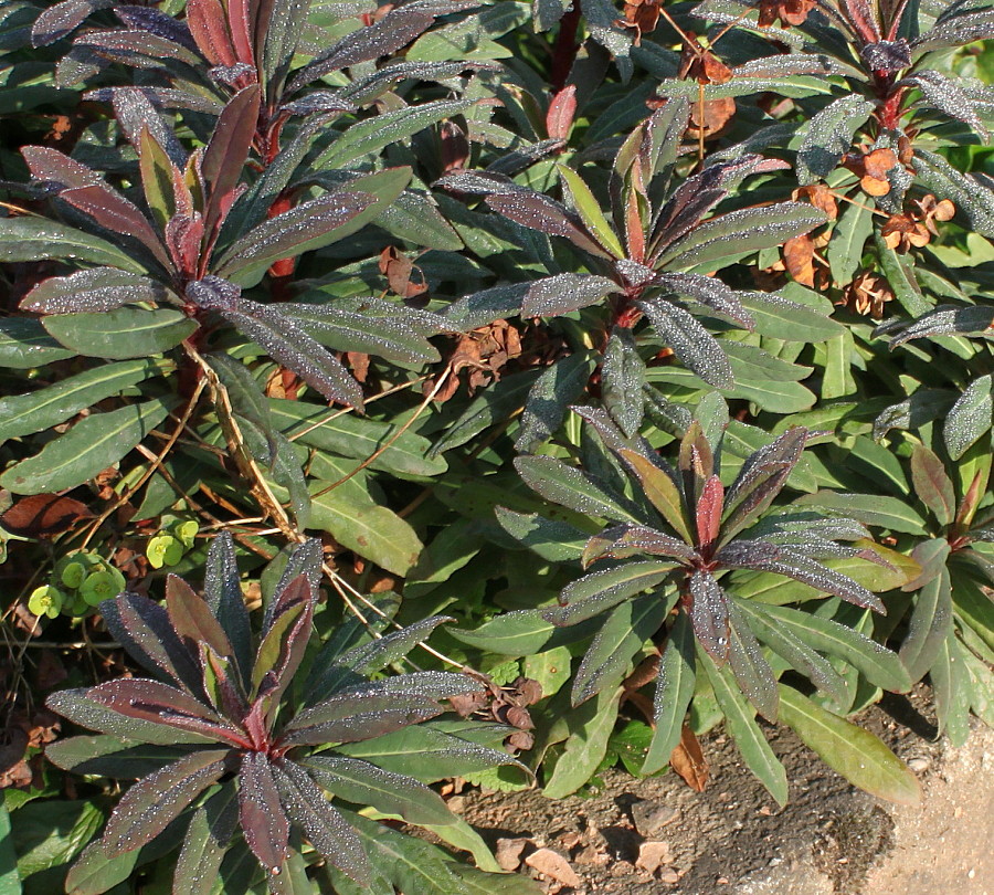 Изображение особи Euphorbia amygdaloides.