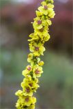 Verbascum nigrum. Часть соцветия. Ленинградская обл., Ломоносовский р-н, Копорье, опушка лиственного леса. 21.09.2013.