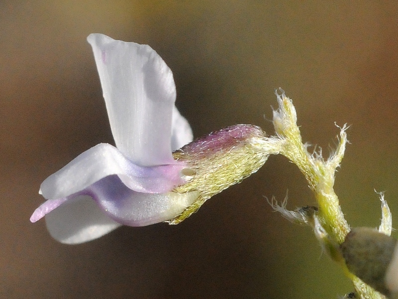 Image of Oxytropis globiflora specimen.