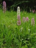 Orchis militaris. Цветущие растения нормальной окраски и альбинос на поляне в широколиственном лесу. Окрестности Йены, Тюрингия, ФРГ. 26.05.2007.