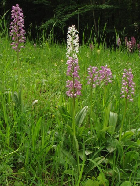 Изображение особи Orchis militaris.