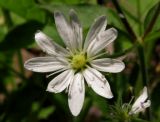 Stellaria zolotuchinii