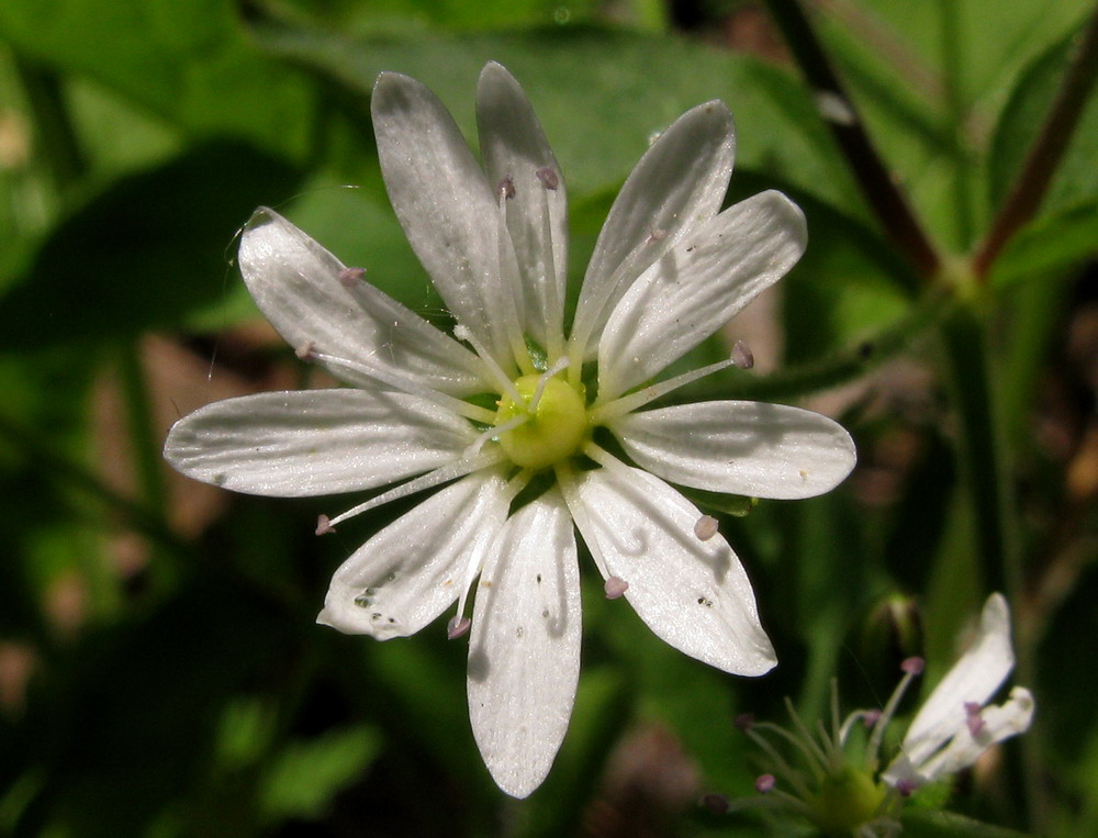 Изображение особи Stellaria zolotuchinii.