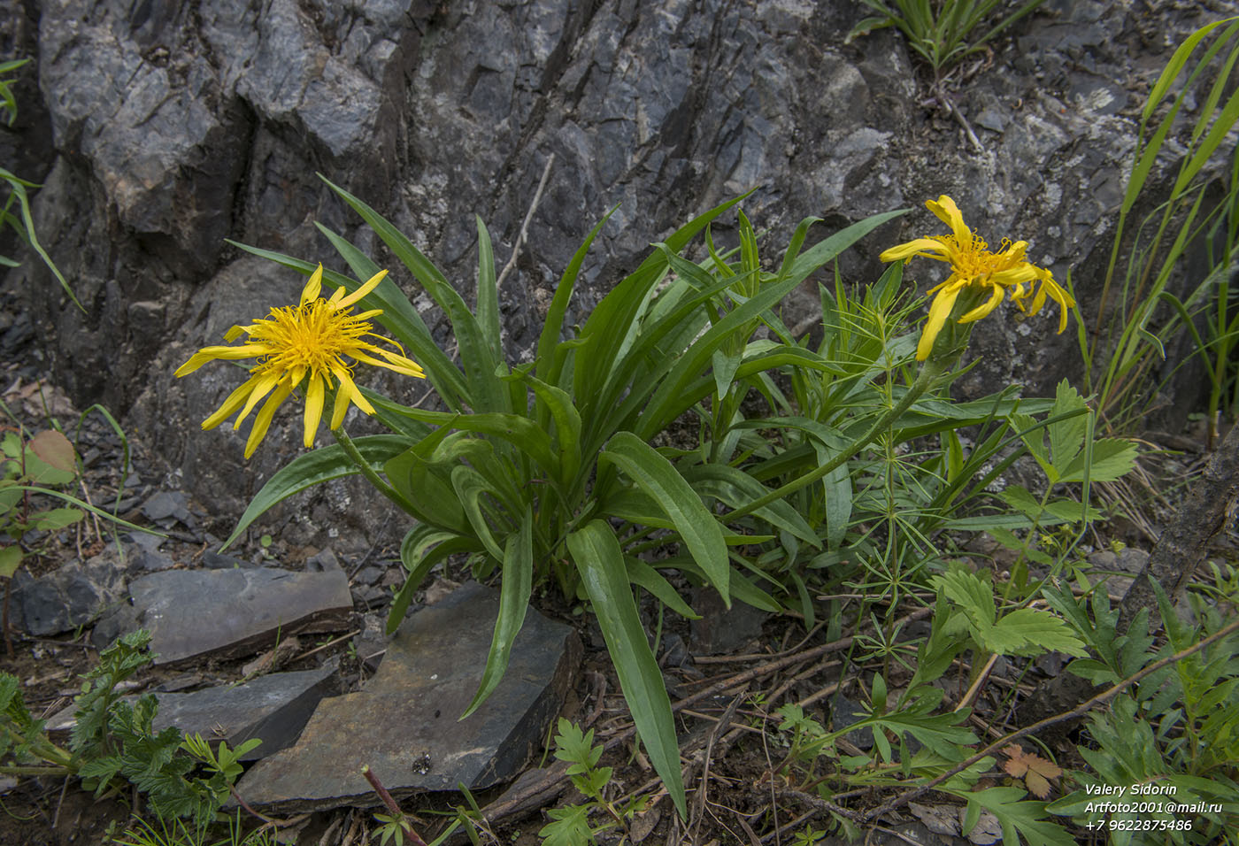 Изображение особи Scorzonera radiata.