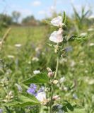 Althaea officinalis. Верхняя часть цветущего растения. Восточный Казахстан, Уланский р-н, окр.с. Украинка, луг. 16.07.2011.