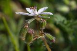 Erodium cicutarium. Верхушка соцветия. Молдова, Ново-Аненский р-н, окраина с. Новые Ботнарешты. 24.04.2014.