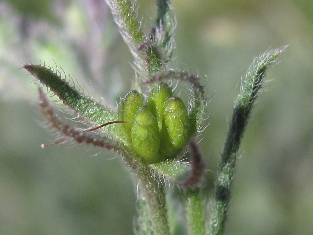 Image of Anchusa thessala specimen.