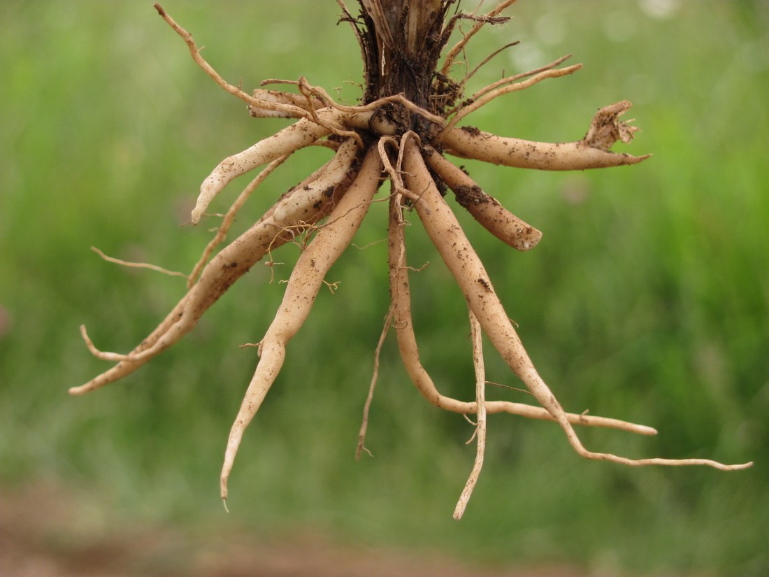 Image of Ranunculus neapolitanus specimen.
