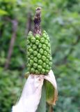 Arum rupicola