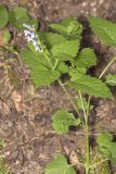 Scutellaria altissima