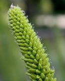 Eremurus stenophyllus. Верхняя часть соцветия с бутонами. Германия, г. Дюссельдорф, Ботанический сад университета. 02.06.2014.