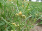 Crepis tectorum