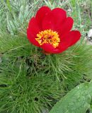 Paeonia tenuifolia