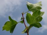 Crataegus rhipidophylla