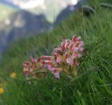 Pedicularis condensata. Верхушка цветущего растения. Адыгея, Кавказский биосферный заповедник, долина реки Киша, альпика, 2490 м н.у.м. 01.07.2014.