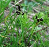 genus Luzula. Верхушки побегов с соцветиями. Адыгея, Кавказский биосферный заповедник, долина р. Киша, субальпика, залысина под скальной полкой, 2360 м н.у.м. 01.07.2014.