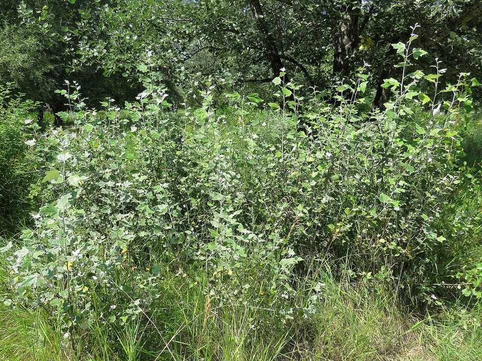 Изображение особи Populus alba.