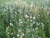 Trifolium montanum. Цветущие растения на суходольном лугу. Томская обл., окр. г. Томск. 09.07.2009.