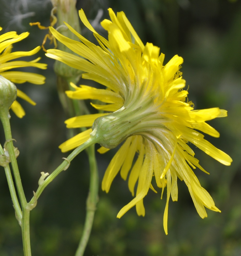 Image of Sonchus arvensis ssp. uliginosus specimen.