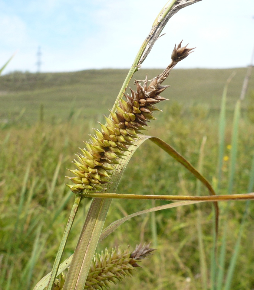 Изображение особи Carex riparia.
