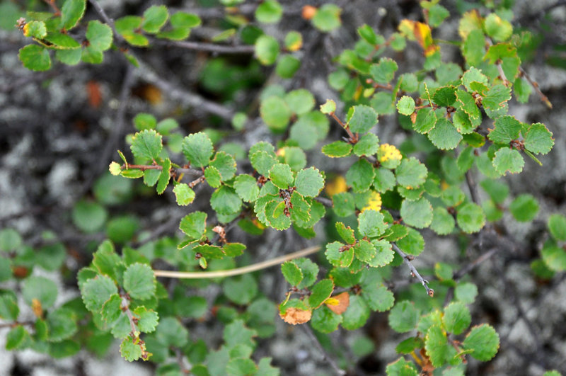 Image of Betula nana specimen.