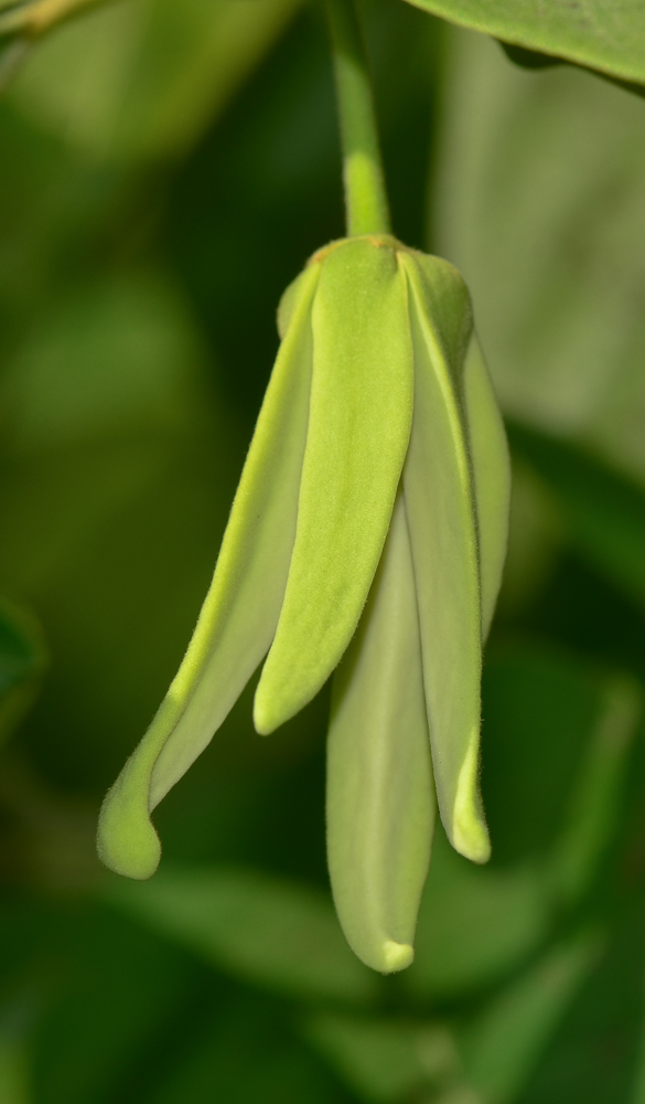 Image of Annona &times; atemoya specimen.