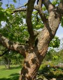 Catalpa bignonioides. Средняя часть ствола с основаниями скелетных ветвей. Германия, г. Дюссельдорф, Ботанический сад университета. 05.09.2014.