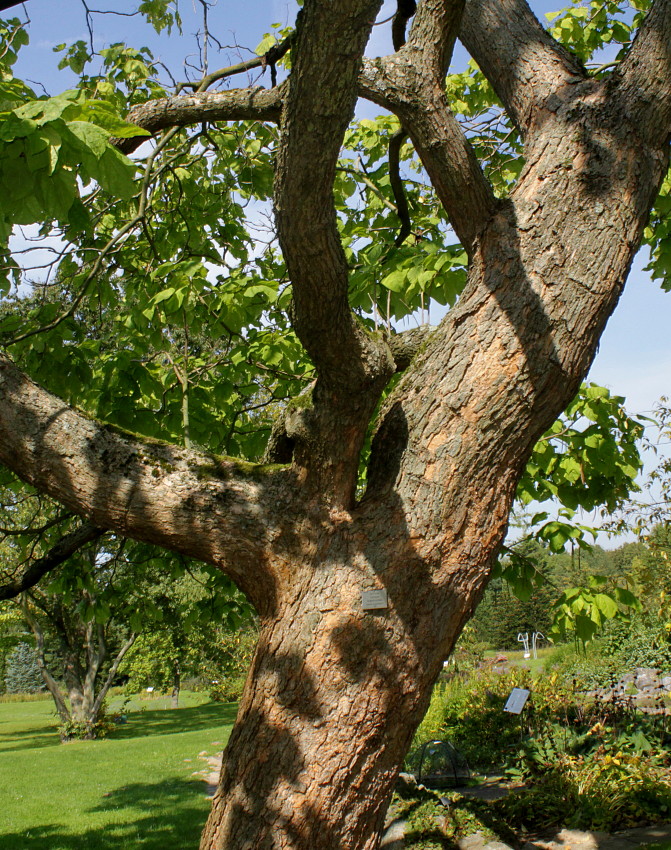 Image of Catalpa bignonioides specimen.