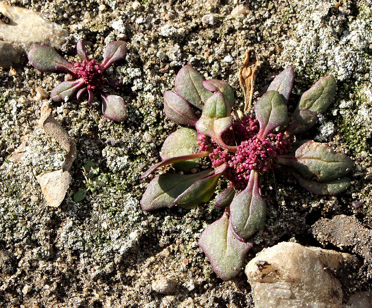 Image of Oxybasis rubra specimen.