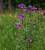 Cirsium heterophyllum. Цветущие растения. Московская обл., Раменский р-н, окр. ж.-д. платформы Хрипань, просека под ЛЭП. 26.06.2014.