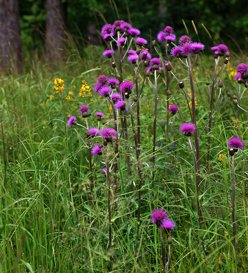 Image of Cirsium heterophyllum specimen.