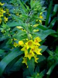 Lysimachia punctata