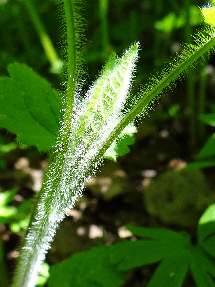 Изображение особи Stachys sylvatica.