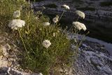 Daucus carota