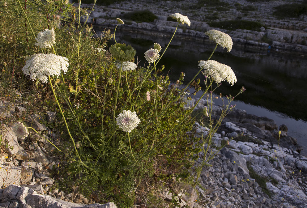 Image of Daucus carota specimen.