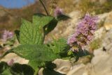 Mentha longifolia. Верхушка побега с соцветием. Краснодарский край, м/о г. Новороссийск, хр. Маркотх, русло временно пересохшего горного ручья. 23.10.2014.