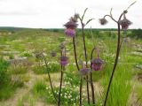Cirsium schantarense