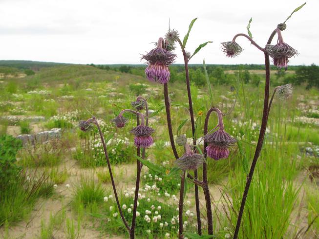 Изображение особи Cirsium schantarense.