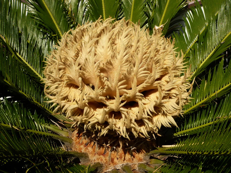 Изображение особи Cycas taitungensis.