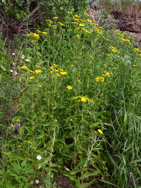 Image of Inula britannica specimen.